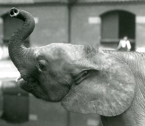 Giovane elefante pigmeo africano Oojah che alza la proboscide al London Zoo, agosto 1925 da Frederick William Bond