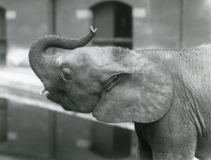 Giovane elefante pigmeo africano femmina Oojah che alza la proboscide allo Zoo di Londra, luglio 1925 da Frederick William Bond