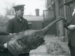 Giovane elefante pigmeo africano femmina Oojah che alza la proboscide per un premio allo zoo di Londra, giugno 1925 da Frederick William Bond