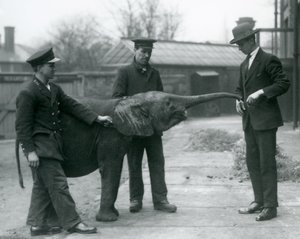 Giovane elefante pigmeo africano femmina Oojah che alza la proboscide per un premio allo zoo di Londra, giugno 1925 da Frederick William Bond