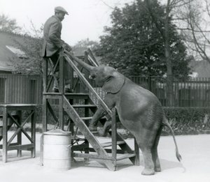 Giovane elefante pigmeo africano Oojah con le zampe anteriori sui gradini di imbarco, raggiunge il suo addestratore, che è sul gradino superiore, con la proboscide, London Zoo, giugno 1925 da Frederick William Bond