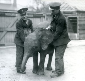 Giovane elefante pigmeo africano femmina Oojah con due custodi allo zoo di Londra nell