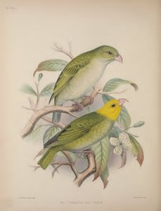 Psittirostra Psittacea, da 