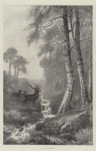 Alba nella foresta