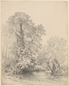 Alberi lungo il fiume a Castle Bromwich