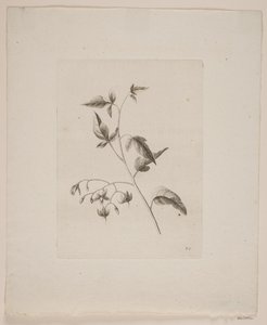 Motivo floreale da Frederik Schepelern