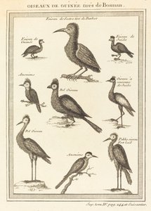 Uccelli della Guinea tratti da Bosman da French 18th Century