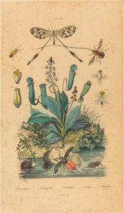 Insetti e fiori da French 19th Century