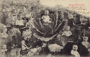Bambini nel campo di cavoli da French Photographer