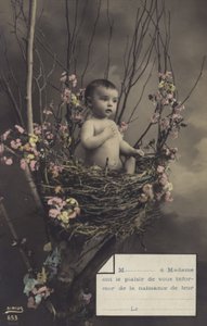 Bambino in un nido