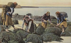 Boulogne-sur-Mer, Tipi di molluschi da French Photographer