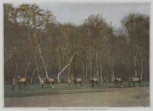 Cavalli da corsa in esercizio a La Croix-Saint-Ouen nella Foresta di Compiegne, Francia da French Photographer