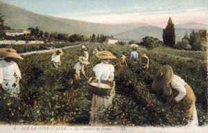 Raccoglitori di gelsomino, Costa Azzurra