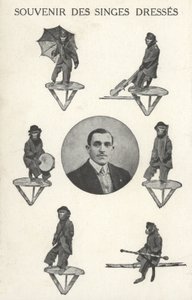 Scimmie in costume da French Photographer