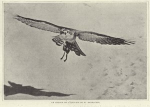 Uno degli uccelli di M Barrachin da French Photographer