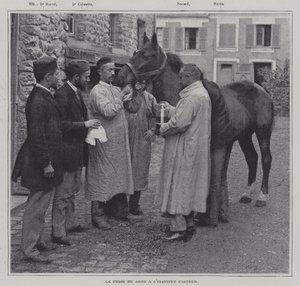 Prelievo di un campione di sangue da un cavallo all
