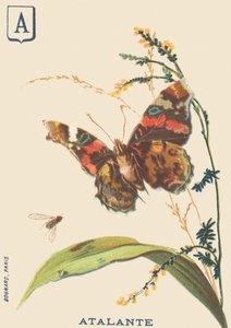 Atalante (Vanessa atalanta o Vulcano) da French School