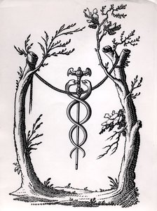 Un caduceo da French School