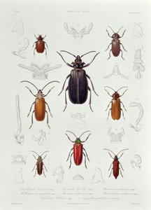 Una collezione di coleotteri trovati in Cile, illustrazione da 