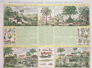 Descrizione di piante, alberi, animali e pesci trovati nelle Antille, illustrazione da Histoire Generale des Antilles Habitees par les Francois Vol. 2 di Jean Baptiste Du Tertre (1610-1687) da French School