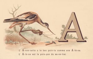 A: L