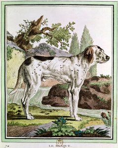 Un puntatore, illustrazione da Histoire Naturelle di Georges Louis Leclerc (1707-88) Conte di Buffon, 1749-1804