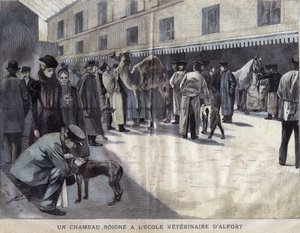 Un cammello guarisce alla Scuola Veterinaria di Maison Alfort. Illustrazione del 1899 in 