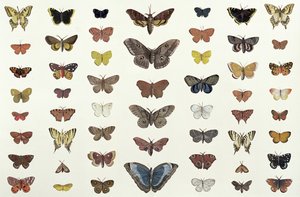 Un collage di farfalle e falene tra cui la Camberwell Beauty, la British Swallowtail, la Scarce Swallowtail, il Peacock e la Small Tortoiseshell, c.1830
