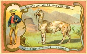 Cromolitografia Pubblicitaria dei Cioccolati Guerin Boutron, I Mammiferi, Il Lama