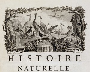 Allegoria di Storia naturale sugli uccelli - in "Storia naturale, generale e particolare" di Buffon