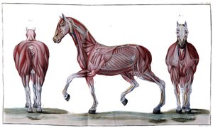 Anatomia del cavallo: pelle, faccia e profilo - “Corso di Ippiatria, trattato completo di medicina del cavallo” di P. E Lafosse da French School