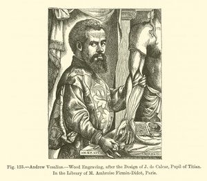 Andrea Vesalio da French School