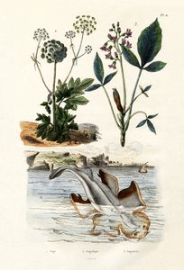 Squatina, 1833-39