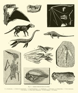 Animali fossili del bacino della Senna da French School