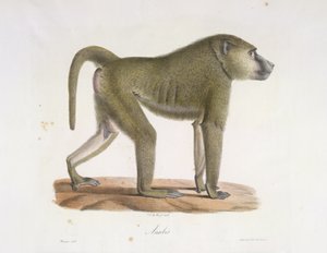 Anubi. Un babbuino, da Histoire Naturelle des Mammifères (litografia a colori) da French School