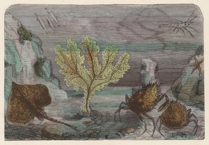 Acquario
