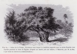 Albero della Vergine; Sicomoro sotto il quale la tradizione riporta che la Sacra Famiglia si sia riposata durante la fuga in Egitto, da un disegno preso dal vero, a Matarieh, da M. de Bar, a cui dobbiamo la comunicazione (incisione) da French School