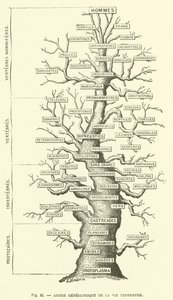 Albero genealogico della vita terrestre da French School