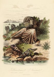 Babylon turrid, Turris babylonia, lumaca di mare, Raphitoma echinata e conchiglia di zampa di gattino, Plicatula gibbosa da French School