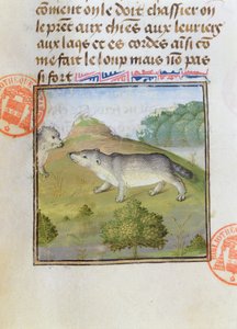 Tassi, dal Livre de la Chasse di Gaston Phebus de Foix (1331-91)