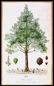 Albero di Cipresso Calvo da French School