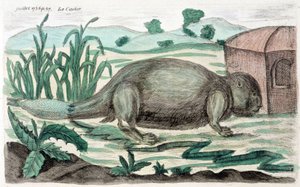 Castoro. Illustrazione di M. Toussaint (1756) in "Osservazioni periodiche sulla fisica, la storia naturale e le arti".