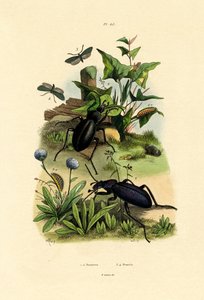 Coleotteri