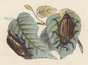 Scarabei su foglie
