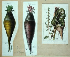 Barbabietola, tre tavole botaniche da French School