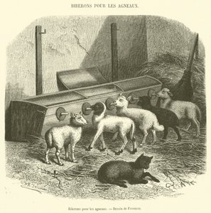 Biberon per gli agnelli da French School