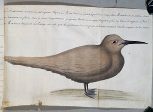 Uccello chiamato Foyroux (Sterna), Capo Frio, Brasile, acquerello dal diario di bordo di Jacques Gouin de Beauchesne