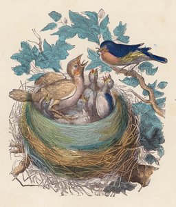 Uccello che nutre i suoi piccoli nel nido da French School