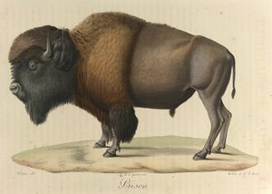 Bisonte, da 