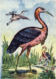 Airone azzurro: aquila che si nutre di vermi e rettili. Vive negli Stati Uniti e nei Caraibi. Incisione in "Alphabet des oiseaux". Immagini di Pont-a-Mousson, Marcel e/o Louis Vagne, Stampatore-Editore, fine XIX secolo. 16 pagine. Dim: 20,5 x 14 cm da French School